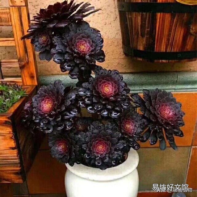 法师多少度可以湿土上盆？