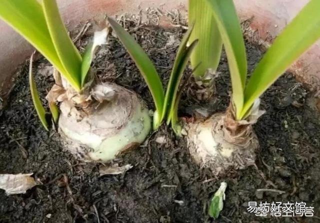 朱顶红烂根可以用阿司匹林侵泡吗？