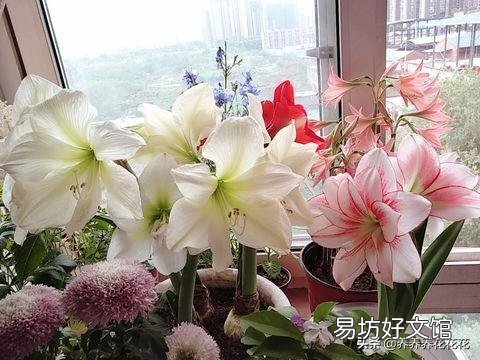 朱顶红烂根可以用阿司匹林侵泡吗？