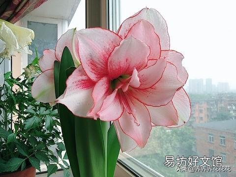 朱顶红烂根可以用阿司匹林侵泡吗？