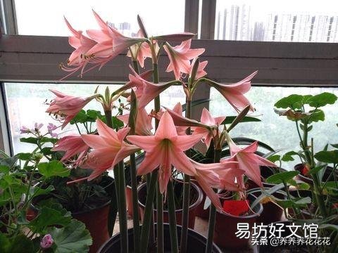 朱顶红烂根可以用阿司匹林侵泡吗？