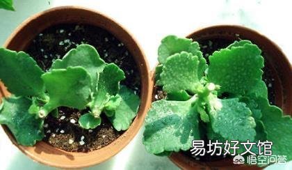 秋季怎么让自己养的长寿花快速恢复枝繁叶茂，让它开花爆盆？