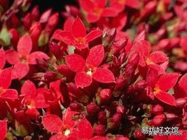 秋季怎么让自己养的长寿花快速恢复枝繁叶茂，让它开花爆盆？