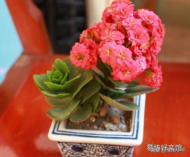 秋季怎么让自己养的长寿花快速恢复枝繁叶茂，让它开花爆盆？