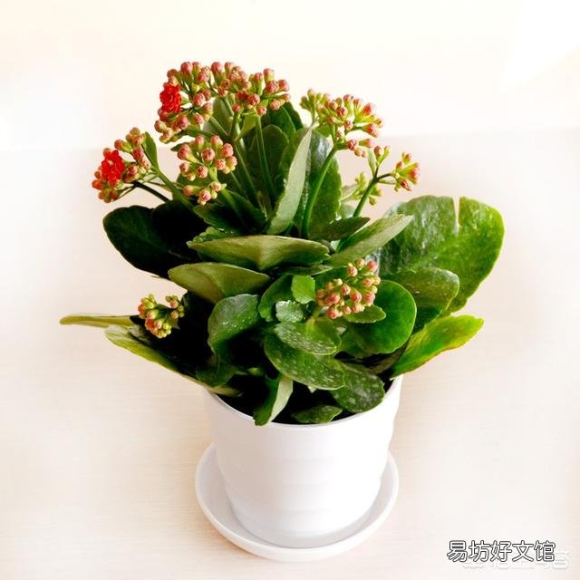 秋季怎么让自己养的长寿花快速恢复枝繁叶茂，让它开花爆盆？