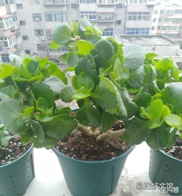 秋季怎么让自己养的长寿花快速恢复枝繁叶茂，让它开花爆盆？