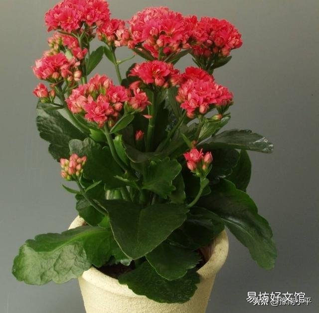 秋季怎么让自己养的长寿花快速恢复枝繁叶茂，让它开花爆盆？