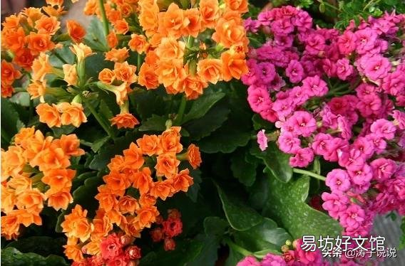 秋季怎么让自己养的长寿花快速恢复枝繁叶茂，让它开花爆盆？