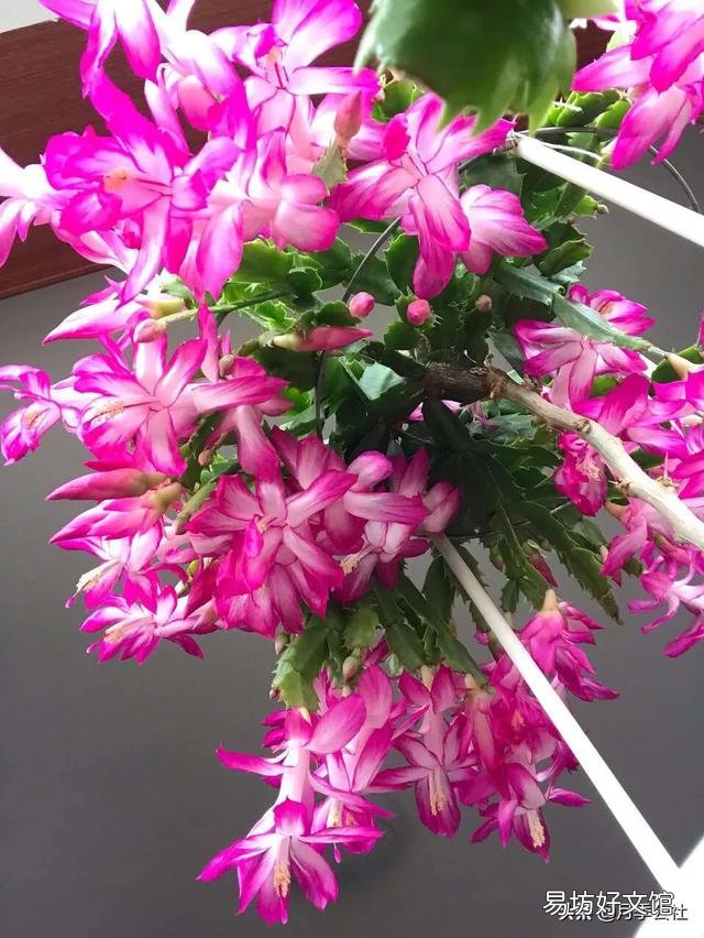 入秋了，要想蟹爪兰开花美丽，要注意什么？