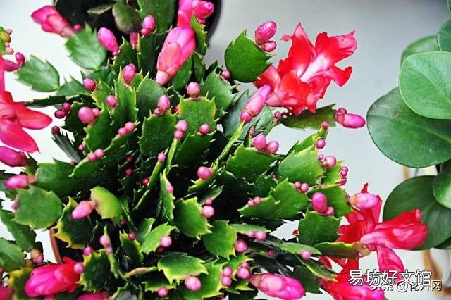 入秋了，要想蟹爪兰开花美丽，要注意什么？