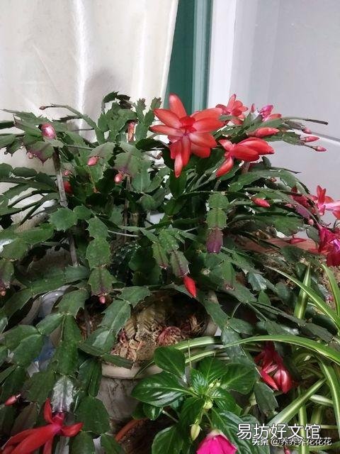 入秋了，要想蟹爪兰开花美丽，要注意什么？