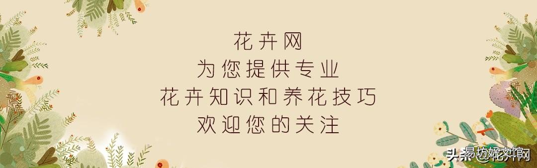 入秋了，要想蟹爪兰开花美丽，要注意什么？
