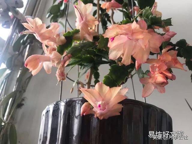 入秋了，要想蟹爪兰开花美丽，要注意什么？