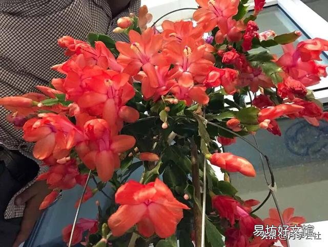 入秋了，要想蟹爪兰开花美丽，要注意什么？