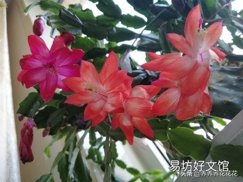 入秋了，要想蟹爪兰开花美丽，要注意什么？