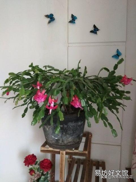 入秋了，要想蟹爪兰开花美丽，要注意什么？