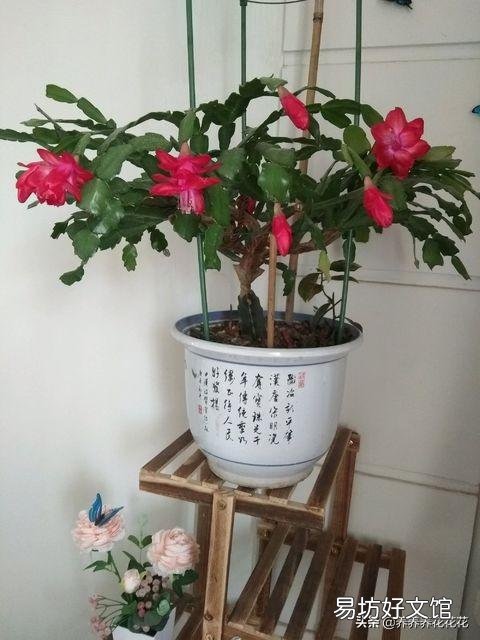 入秋了，要想蟹爪兰开花美丽，要注意什么？