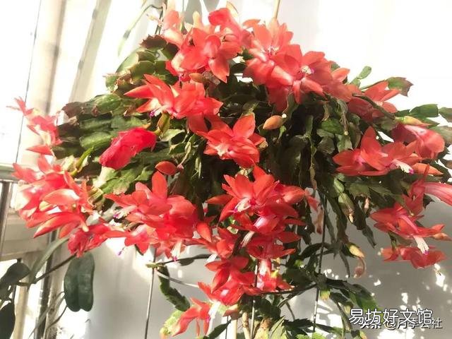 入秋了，要想蟹爪兰开花美丽，要注意什么？
