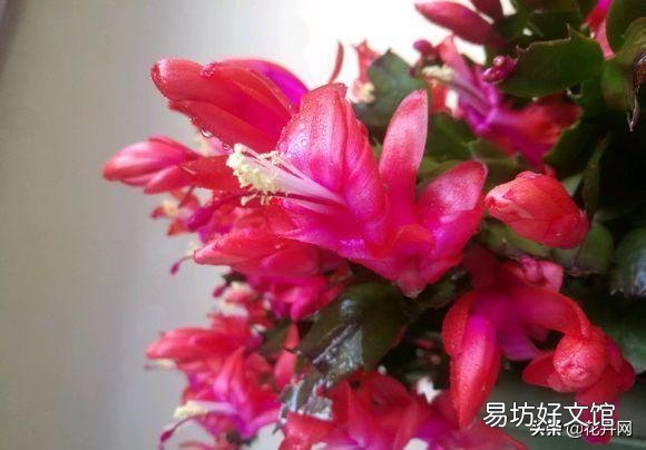 入秋了，要想蟹爪兰开花美丽，要注意什么？