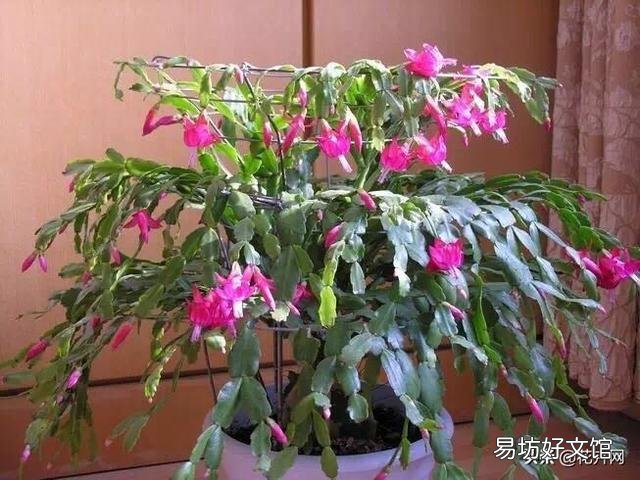 入秋了，要想蟹爪兰开花美丽，要注意什么？