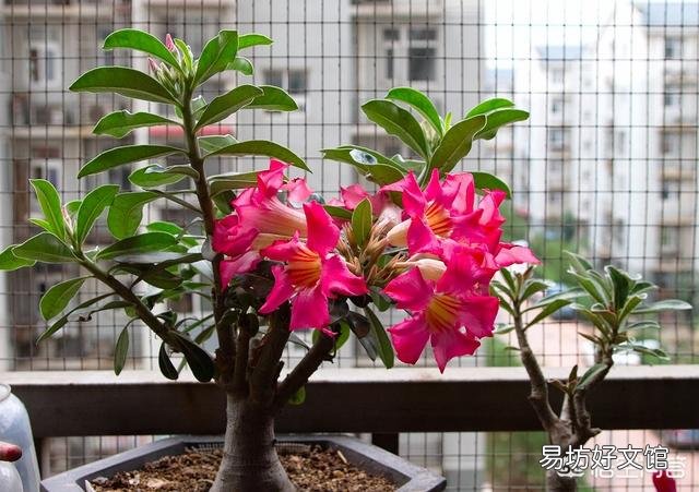 沙漠玫瑰花怎么养护？