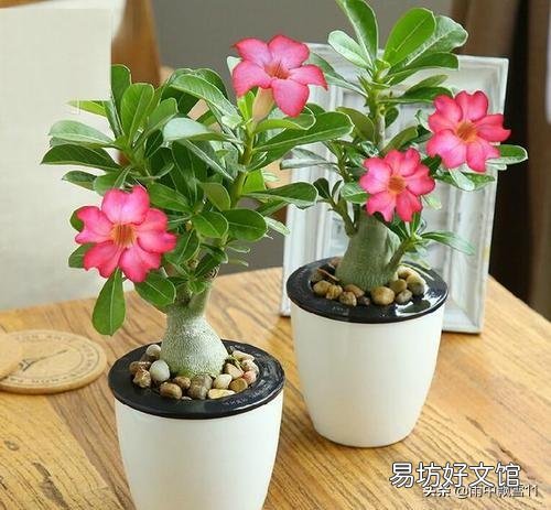 沙漠玫瑰花怎么养护？