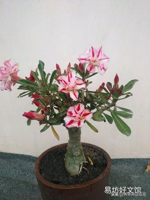 沙漠玫瑰花怎么养护？