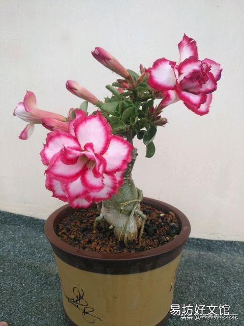 沙漠玫瑰花怎么养护？