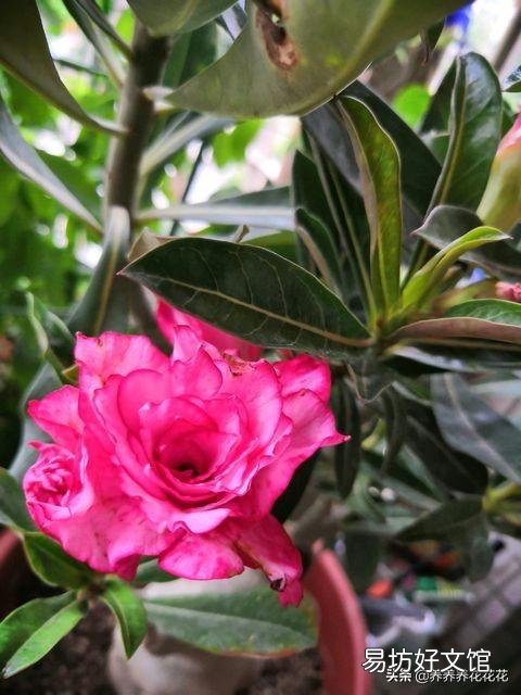 沙漠玫瑰花怎么养护？
