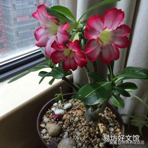 沙漠玫瑰花怎么养护？