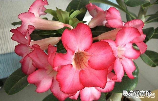 沙漠玫瑰花怎么养护？