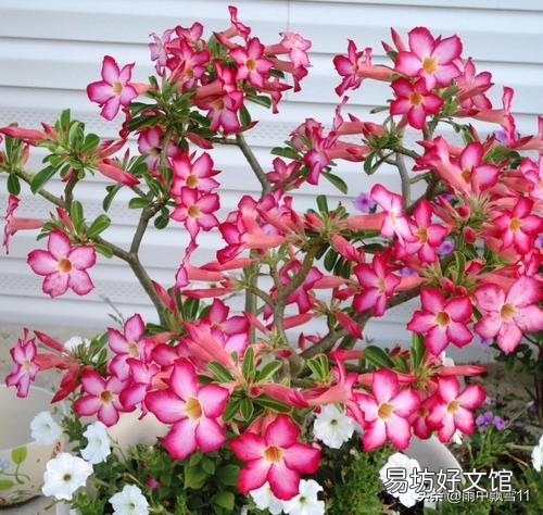 沙漠玫瑰花怎么养护？