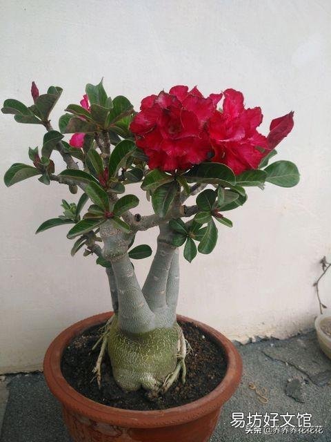 沙漠玫瑰花怎么养护？