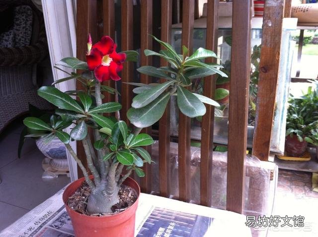 沙漠玫瑰花怎么养护？
