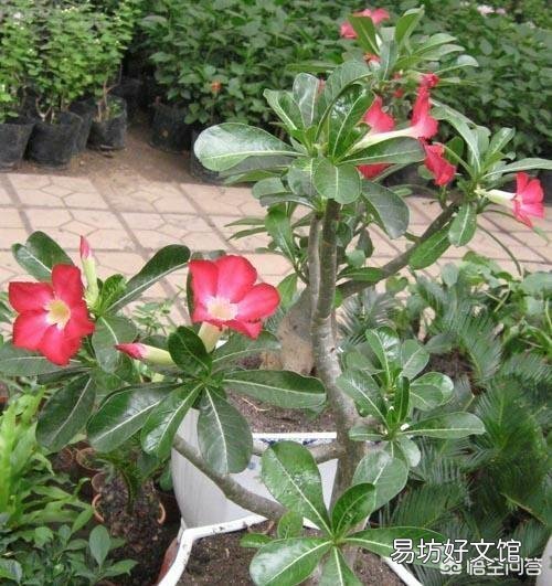 沙漠玫瑰花怎么养护？