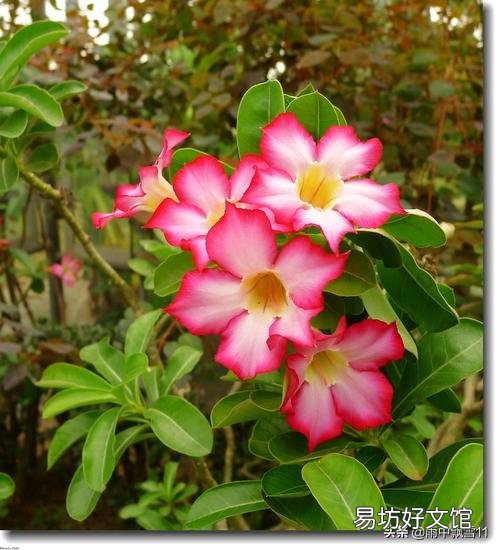 沙漠玫瑰花怎么养护？