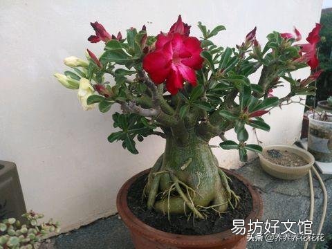 沙漠玫瑰花怎么养护？