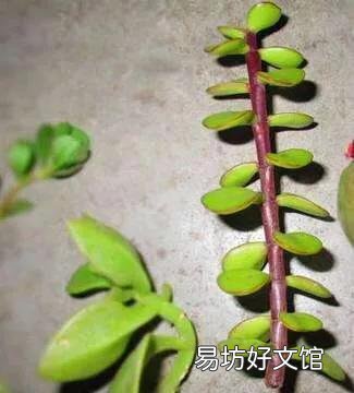 金枝玉叶怎么扦插?