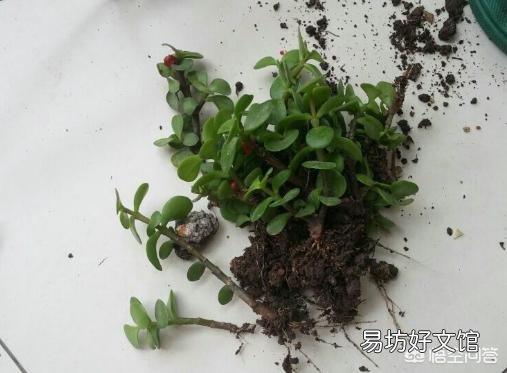 金枝玉叶怎么扦插?
