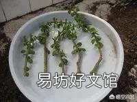 金枝玉叶怎么扦插?