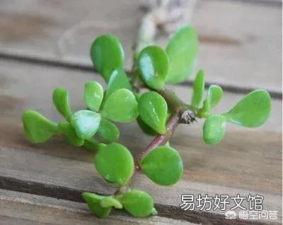金枝玉叶怎么扦插?