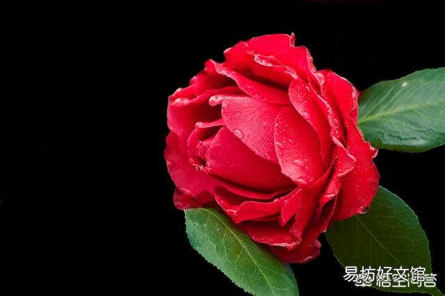 茶花八、九月份要施肥嗎？