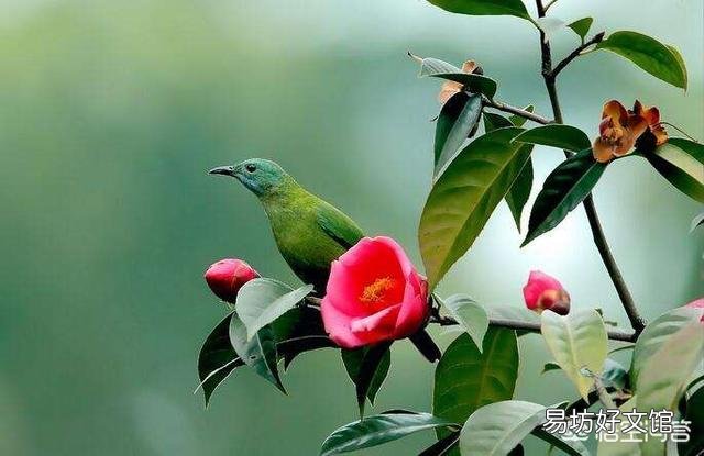 茶花八、九月份要施肥嗎？