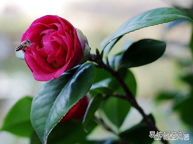 茶花八、九月份要施肥嗎？