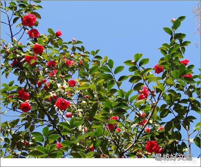 茶花八、九月份要施肥嗎？