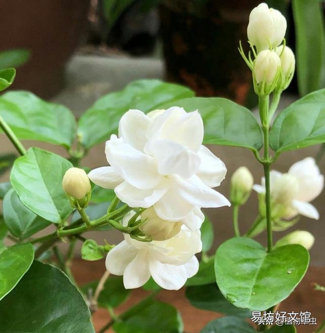 茉莉花肥料怎么施?