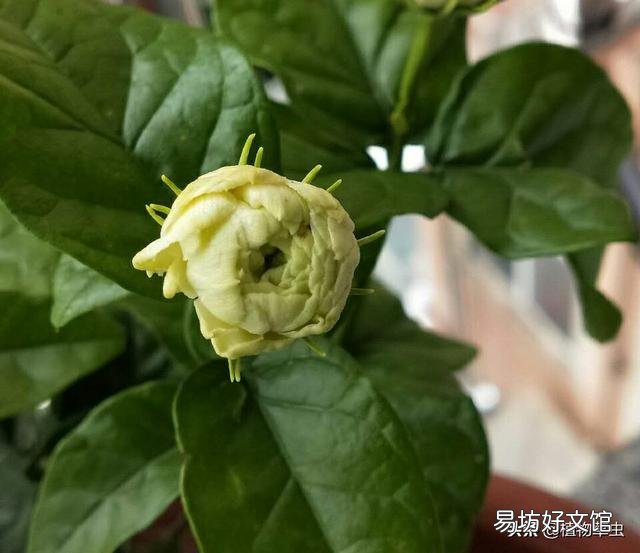 茉莉花肥料怎么施?