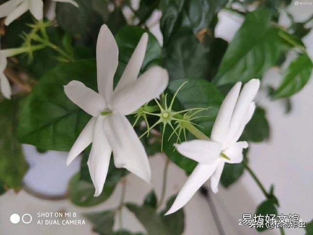 茉莉花肥料怎么施?