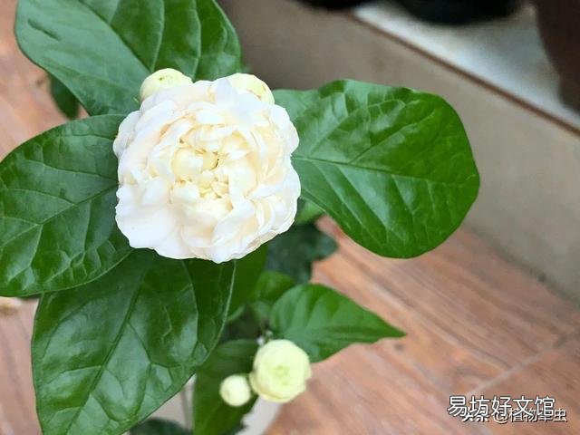 茉莉花肥料怎么施?