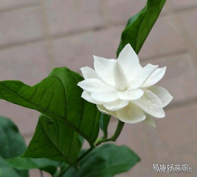 茉莉花肥料怎么施?